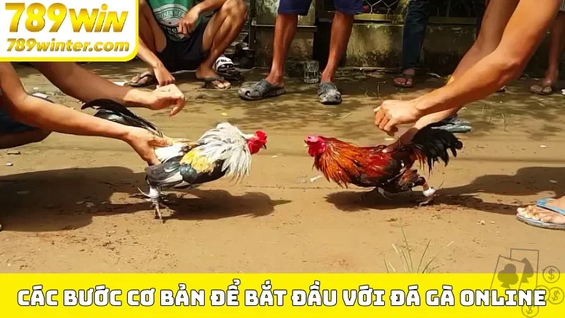 Các bước cơ bản để bắt đầu với đá gà online
