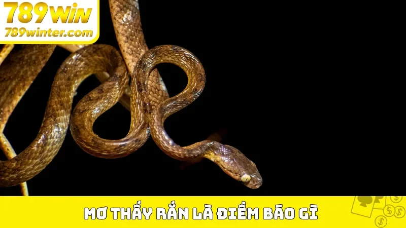 Ngủ mơ thấy rắn là điềm báo gì 