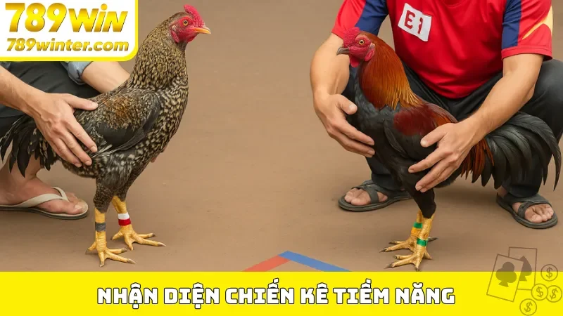 Nhận diện chiến kê tiềm năng 