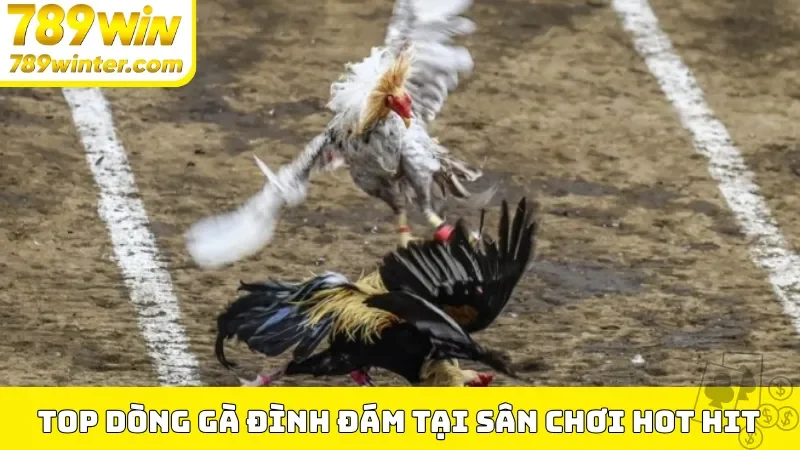 Top dòng gà đình đám tại sân chơi hot hit